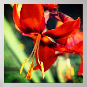 Poster Orange Fluisante Fleur diurne
