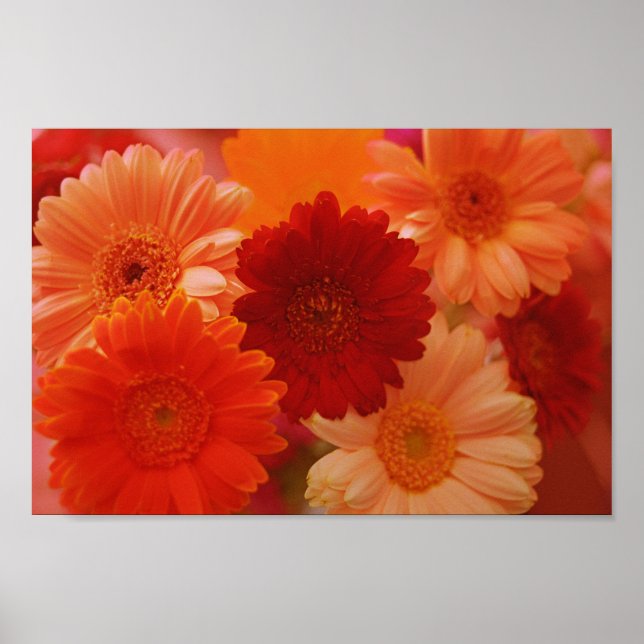 Poster Orange Gerbera Fleurs de marguerite Mur Art Imprim (Devant)