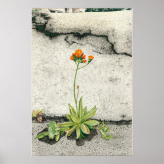Poster Orange Hawkweed