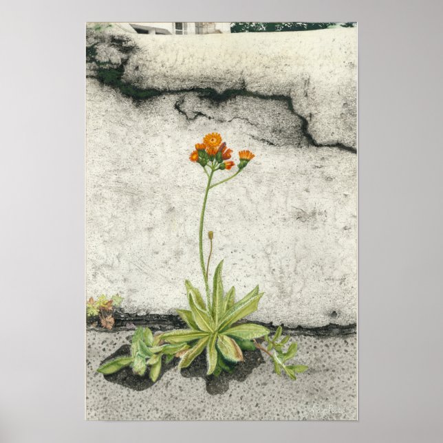 Poster Orange Hawkweed (Devant)
