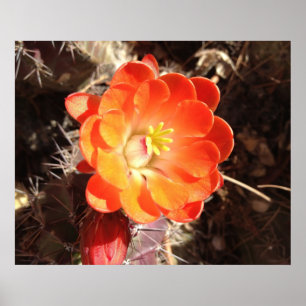Poster orange Hérisson Cactus