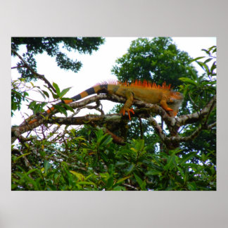 Poster Orange Iguana