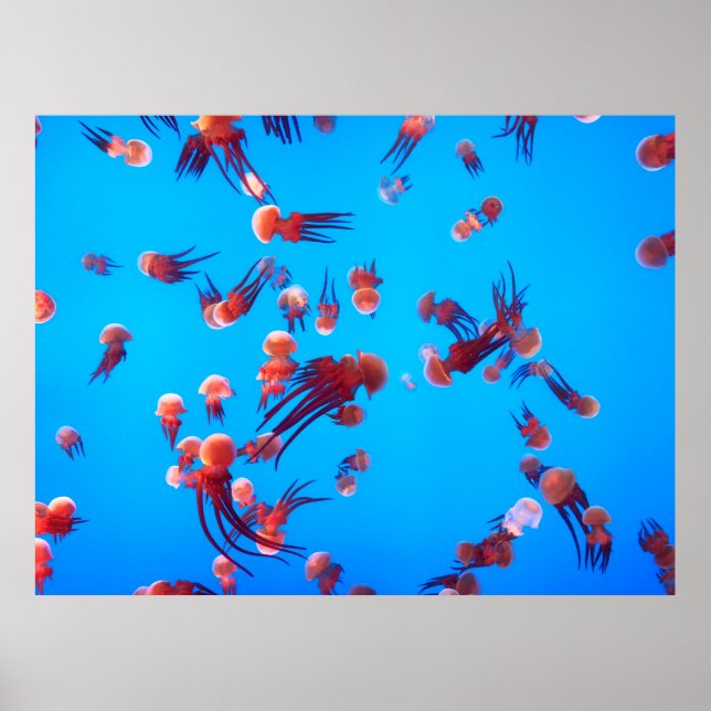 POSTER ORANGE JELLY FISH (Devant)