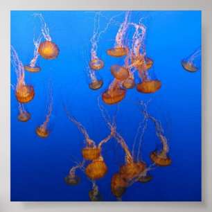 Poster Orange Jellyfish