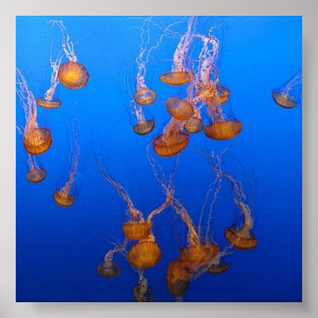 Poster Orange Jellyfish (Devant)
