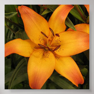 Poster Orange Lily