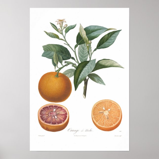 Poster Orange, Orange de Malte (Devant)