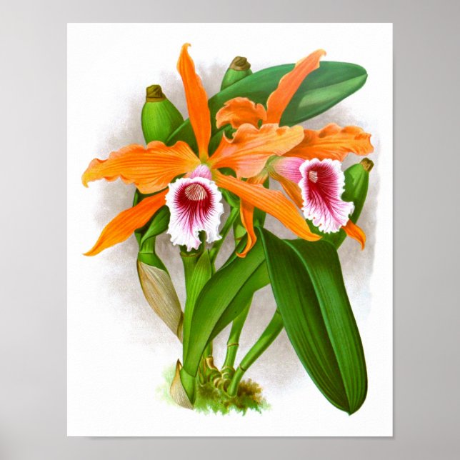 Poster Orange Orchid Flowers no. 10 Wall Art Imprimer (Devant)
