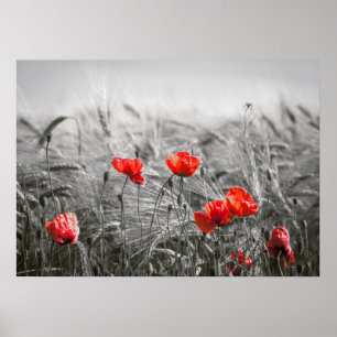 Poster Orange Poppy Flower Field Minimaliste Photographie