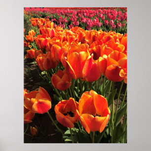 Poster Orange & Red Tulips