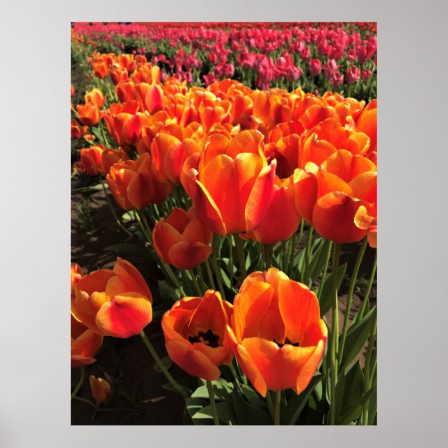 Poster Orange & Red Tulips (Devant)