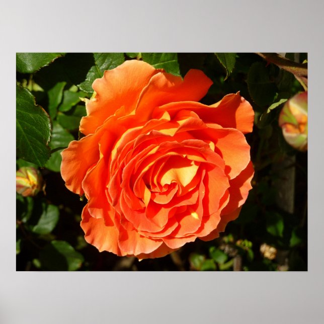 Poster Orange Rose I Plutôt Floral (Devant)