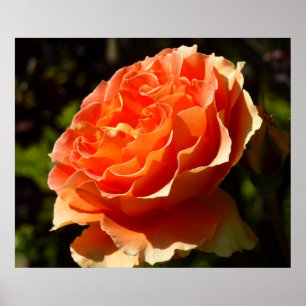 Poster Orange Rose II Belle florale
