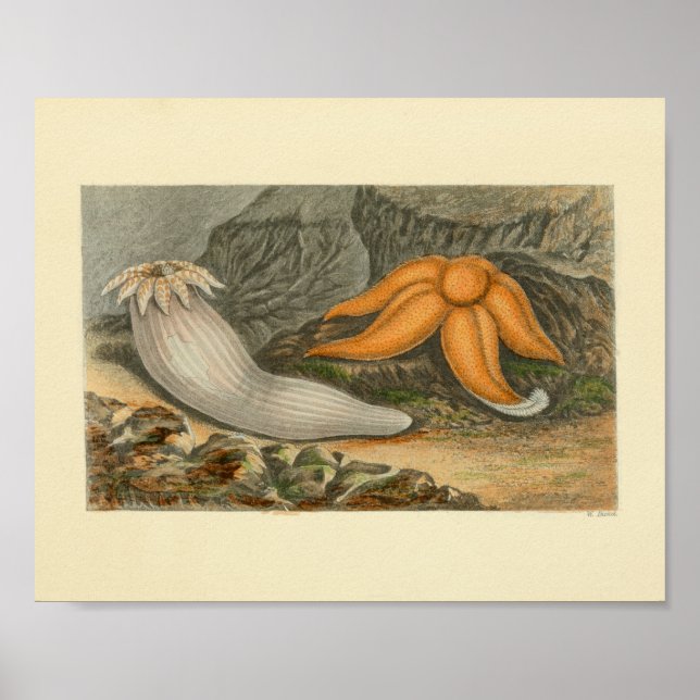 Poster Orange Starfish Marine Life Art Print (Devant)