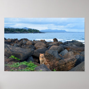 Poster Orange Tabby Cat, Kauai, Hawaii