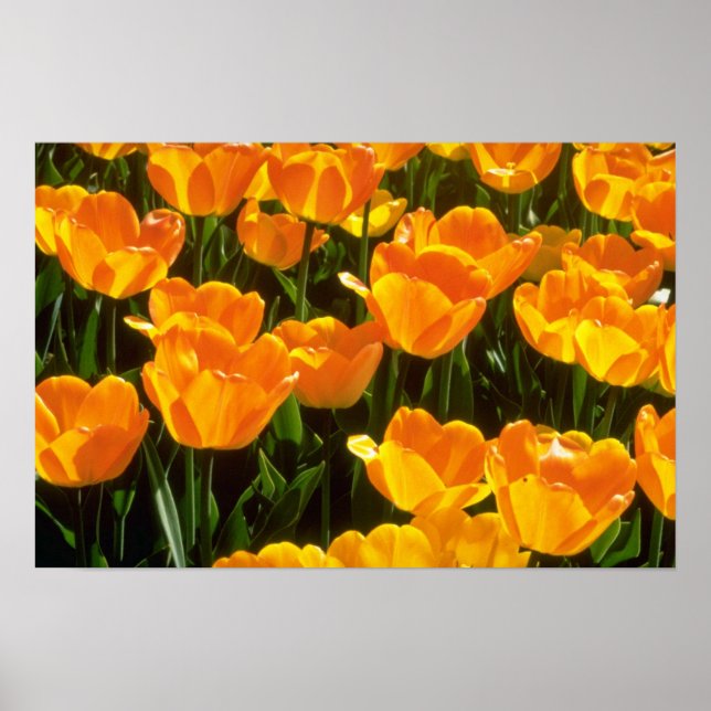 Poster Orange Tulipes fleurs (Devant)