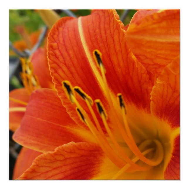 Poster orange vif (Devant)