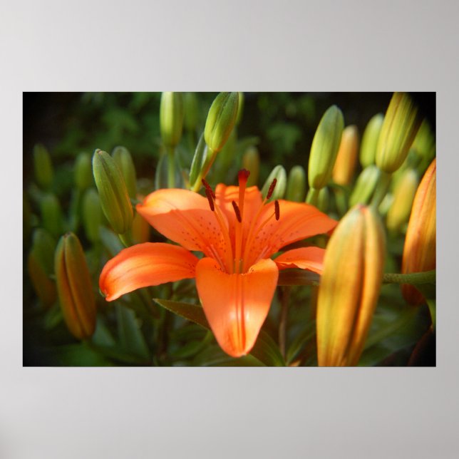 Poster orange vif (Devant)