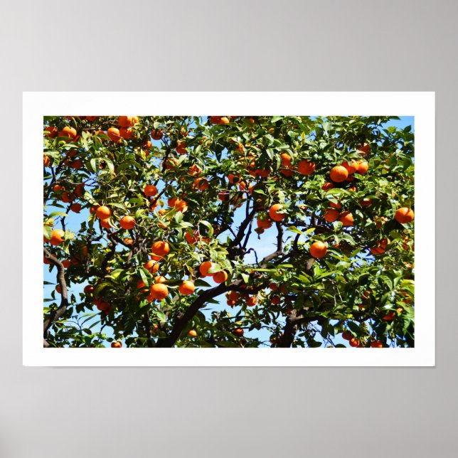 Poster Oranges (Devant)