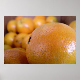 Poster Oranges 2