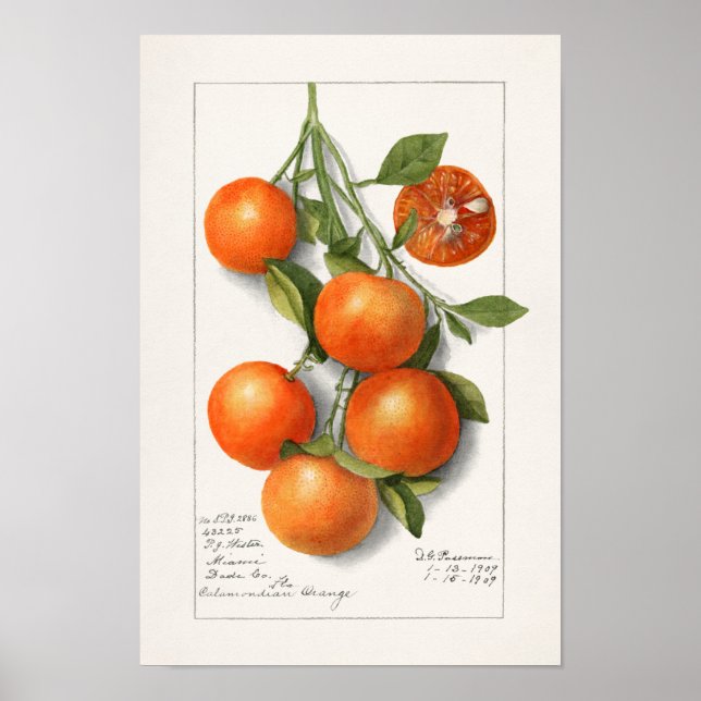 Poster Oranges (Calamondienne) Peinture à l'aquarelle de  (Devant)
