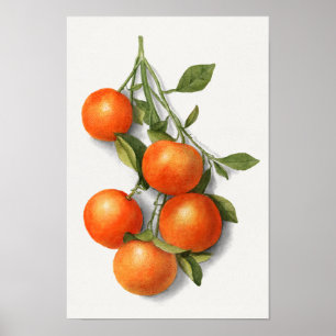 Poster Oranges (Calamondienne) Peinture à l'aquarelle de 
