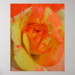 Poster Oranges "n" Citrons Rose gros plan