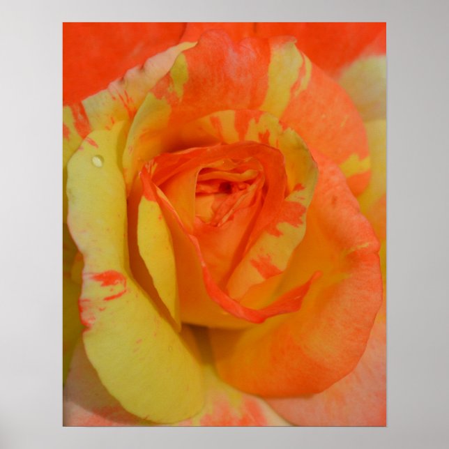 Poster Oranges "n" Citrons Rose gros plan (Devant)