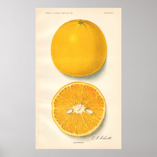 Poster Oranges vintages (Devant)