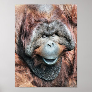 POSTER ORANGUTAN