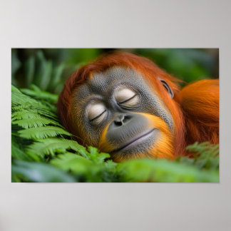 Poster Orangutan Wild Animal Relaxing Portrait 