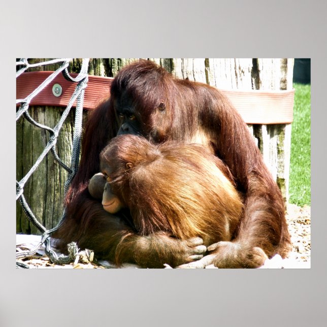 POSTER ORANGUTANS (Devant)