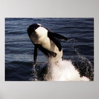 Poster Orca