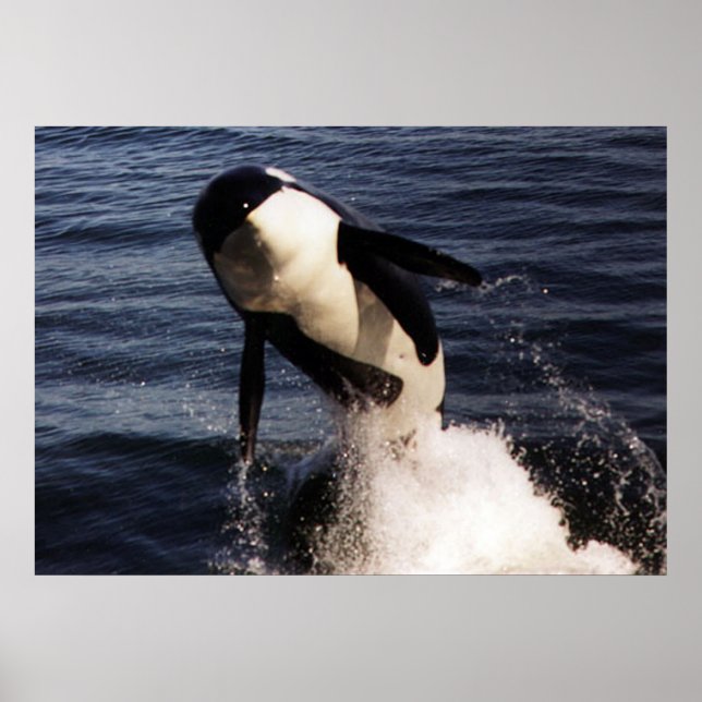 Poster Orca (Devant)