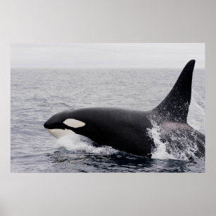 Poster Orca, épaulard, brèche