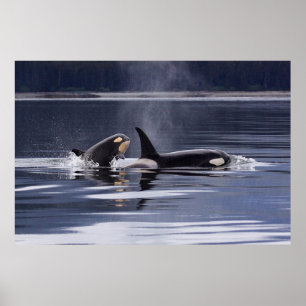 Poster Orca (homonymie)   Whales Breaching