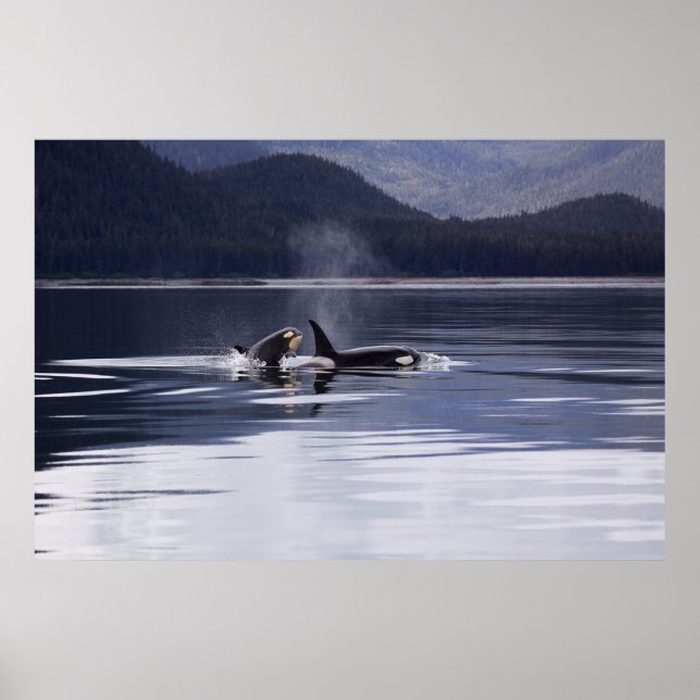 Poster Orca (homonymie) | Whales Breaching (Devant)