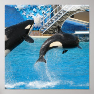 Poster Orca Whales Imprimer