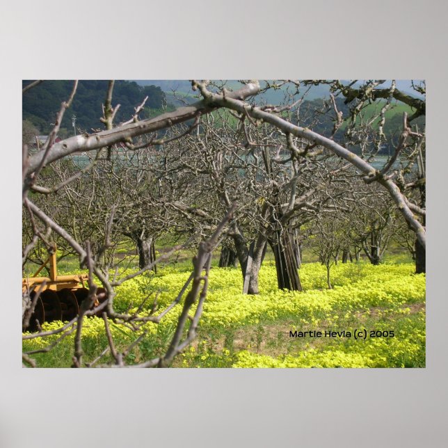 Poster Orchard de Watsonville (Devant)