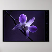 Orchid bleu
