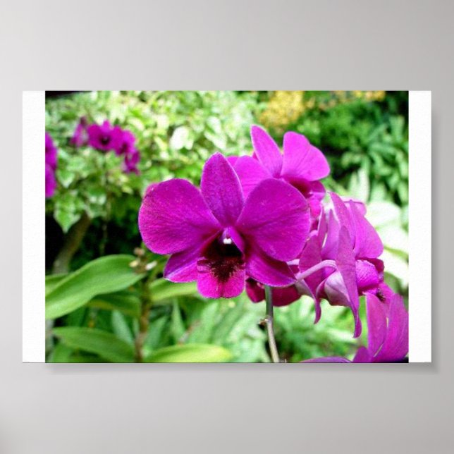 Poster Orchid de Singapour (Devant)