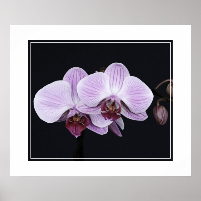 Poster-Orchid Flowers Poster (Front)