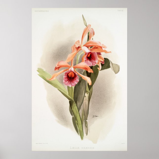 Poster Orchid illustré (Devant)