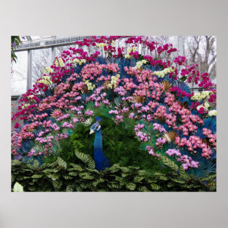 Poster Orchid Peacock