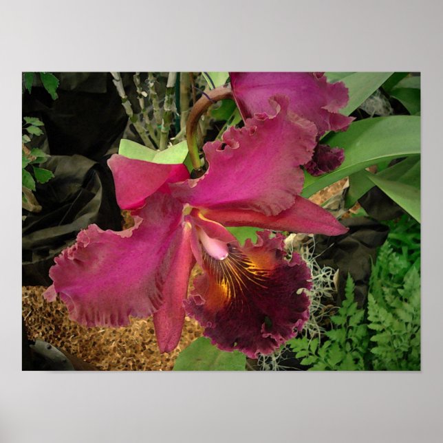 Poster: Orchid with a Gold and Brown Centre Poster (Front)