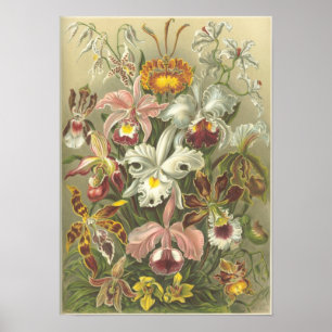 Poster Orchidae