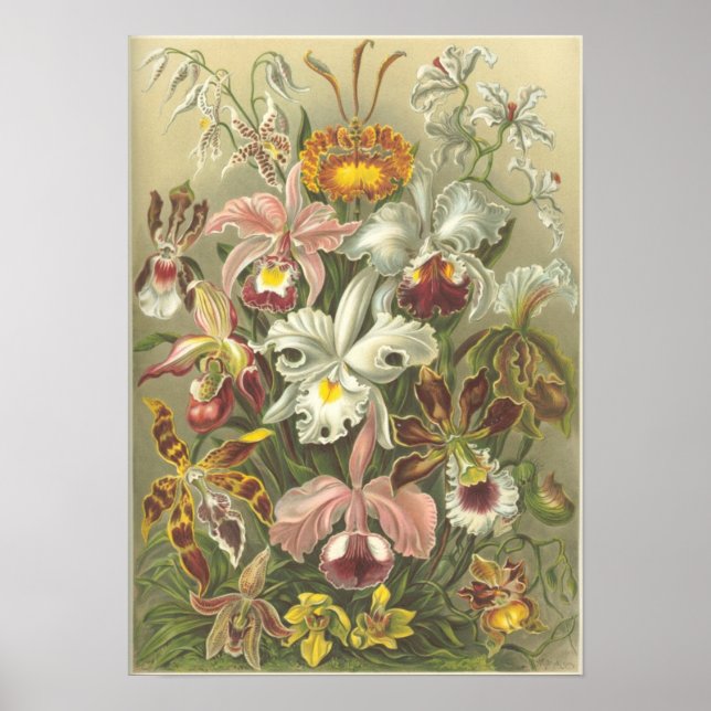 Poster Orchidae (Devant)