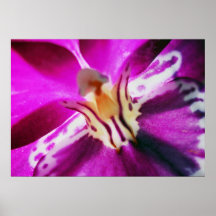 Orchide de Purple