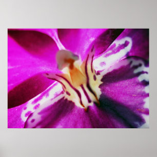 Poster Orchide de Purple