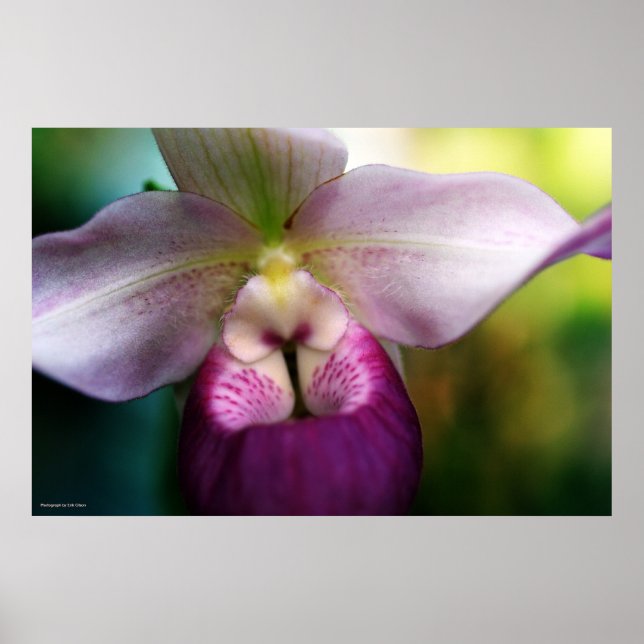 Poster Orchidée (Devant)